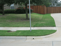 Lawn grows beautifully over French Drain area