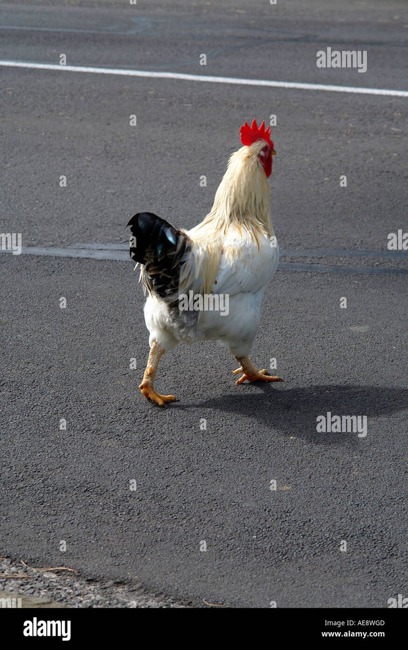 Chicken road oyna, chicken road spiel